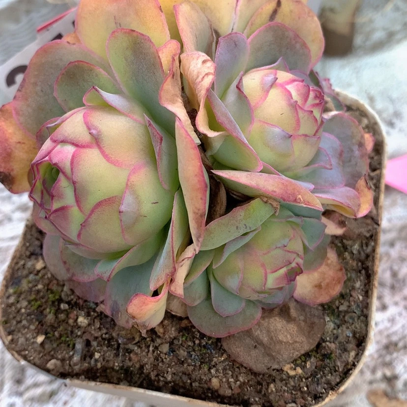 【闪购商品】yjj355帕桃子变异群