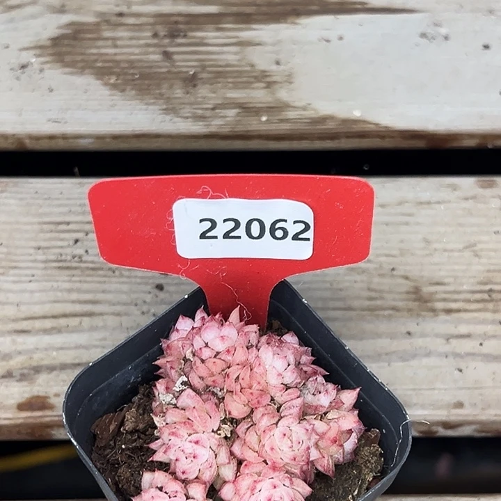 糖心。  22062号。