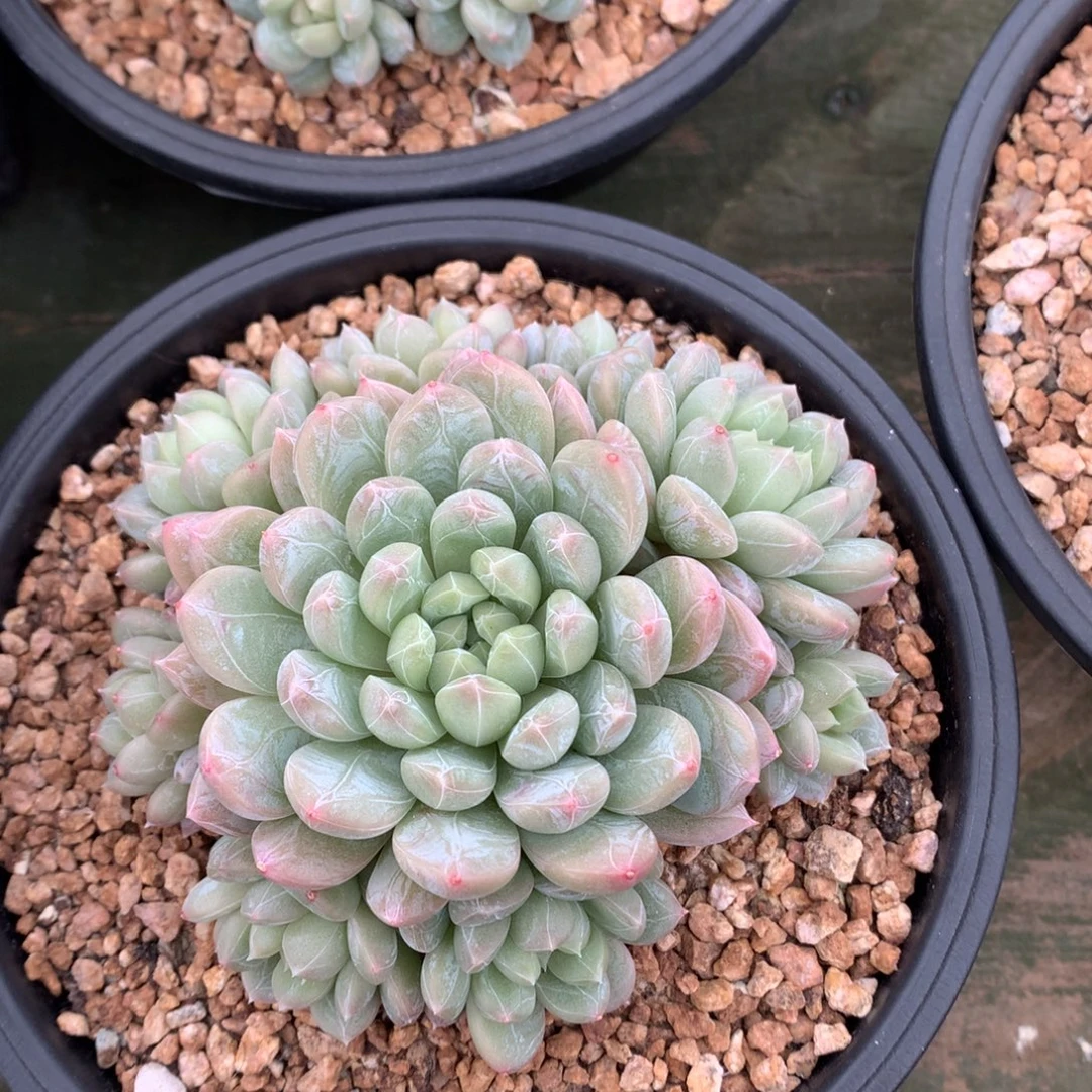 我们家的小姐姐们都