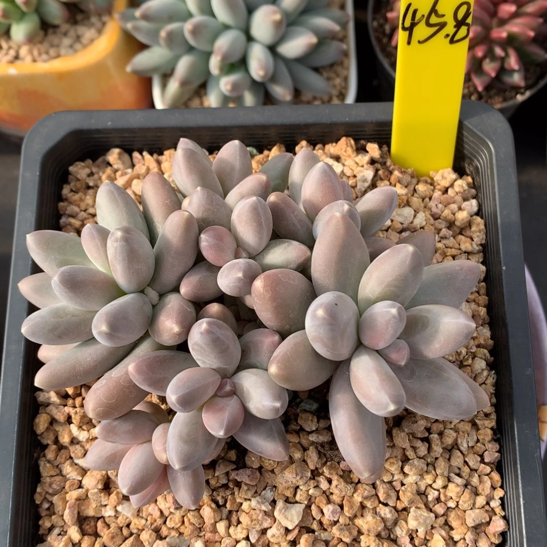 我们家的小姐姐们