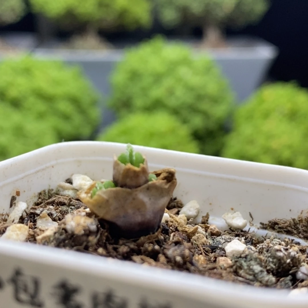 碧光环7730枝干番杏