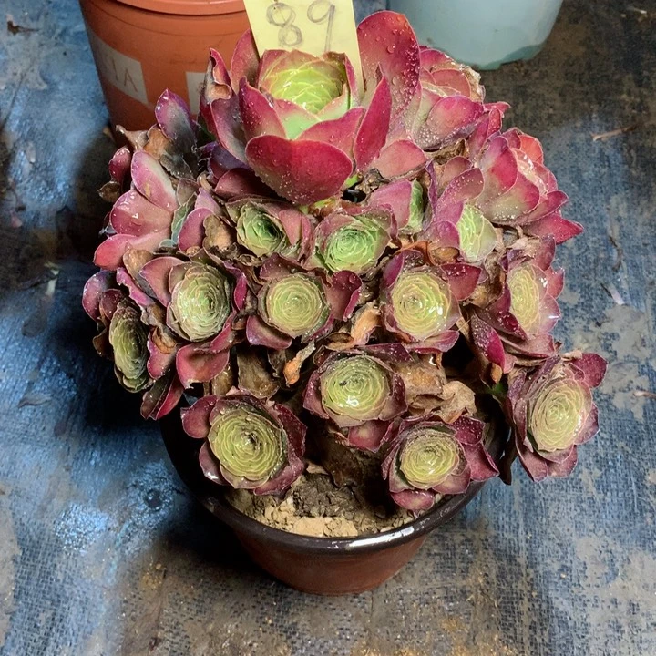 89魅金玫瑰多肉一物一拍