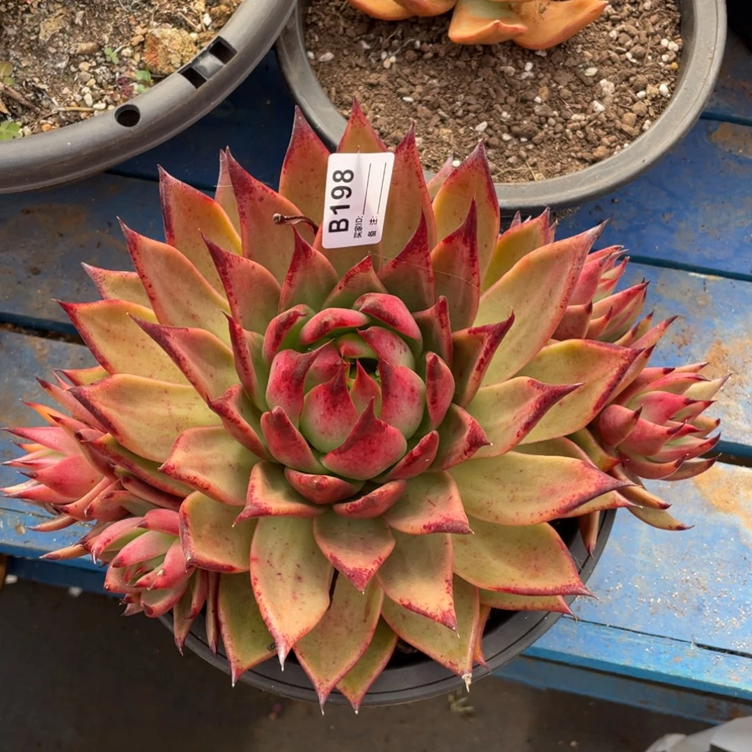 无花朵若如东云单拍B198