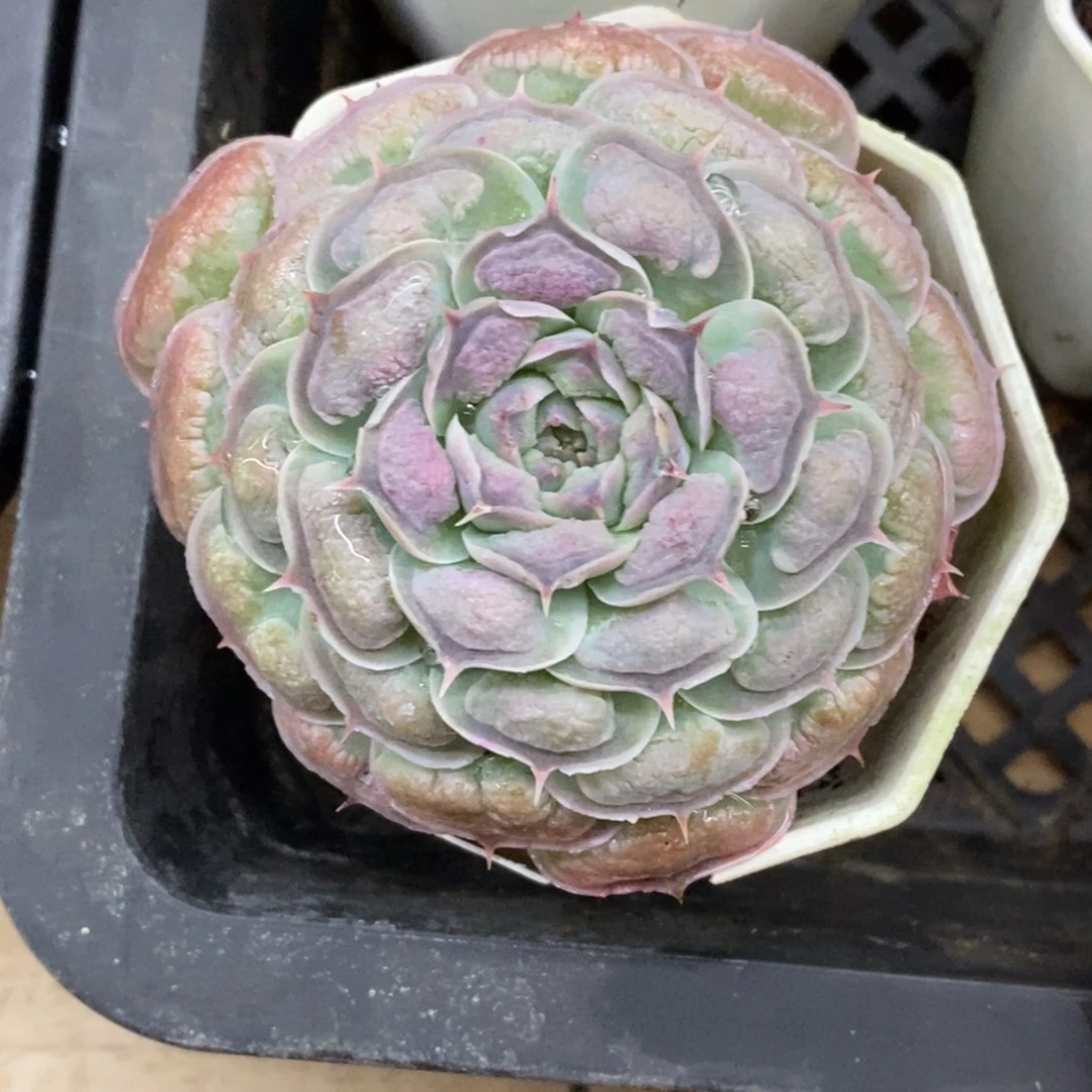 精品多肉一物一拍不包整253