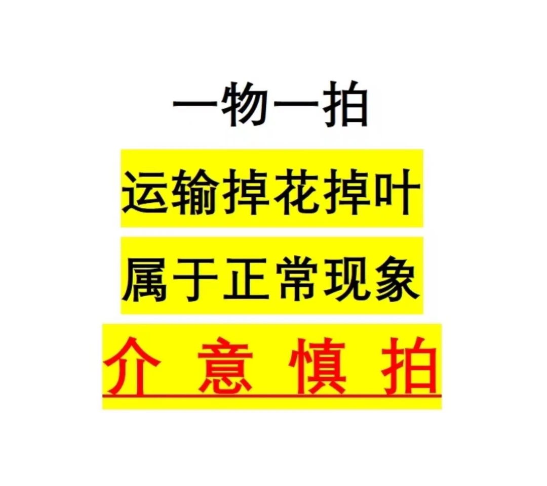 三角梅盆景 一物一拍 好养易活 室内室外花卉 专属