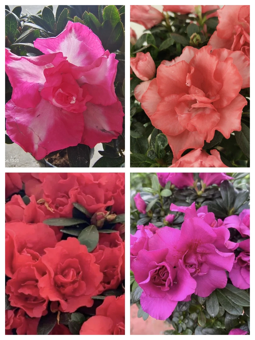 小杜鹃紫色，西玛，粉色，四季开花不断室内外阳台花卉绿植月季花