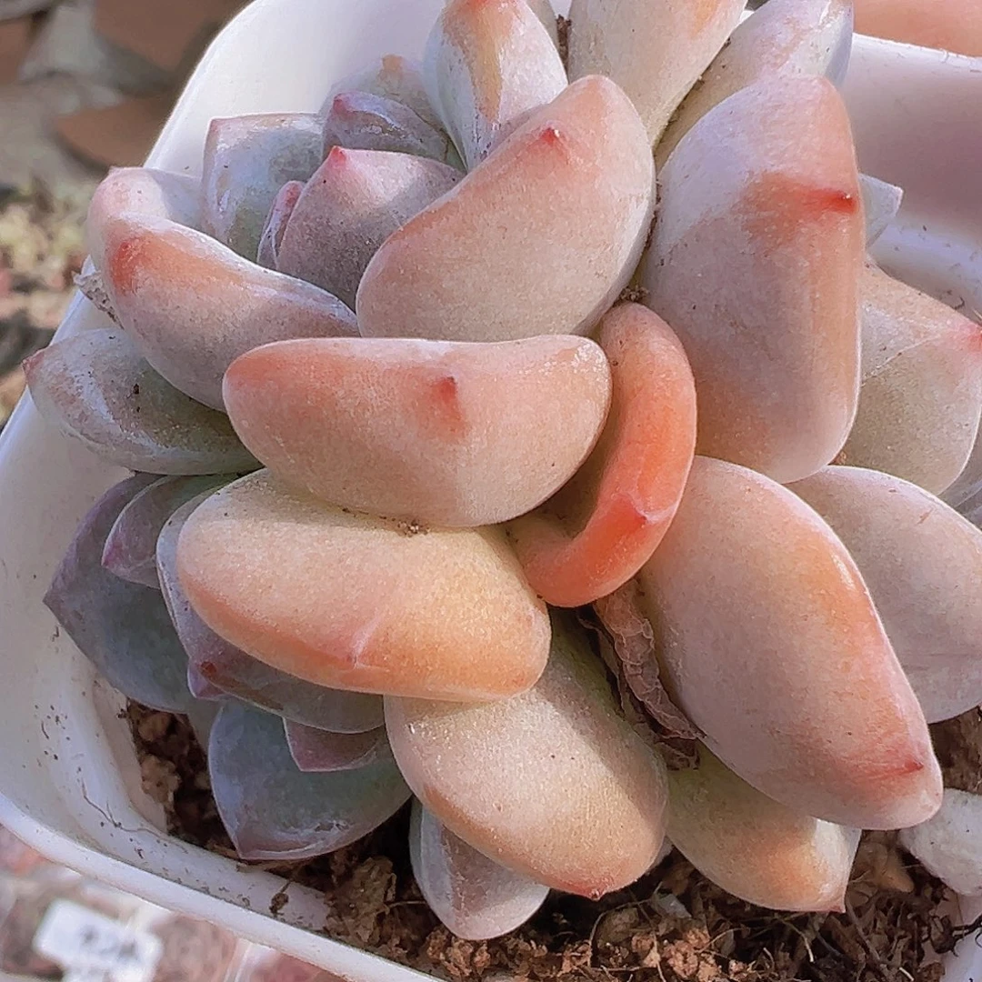 正版星影橙群19包邮