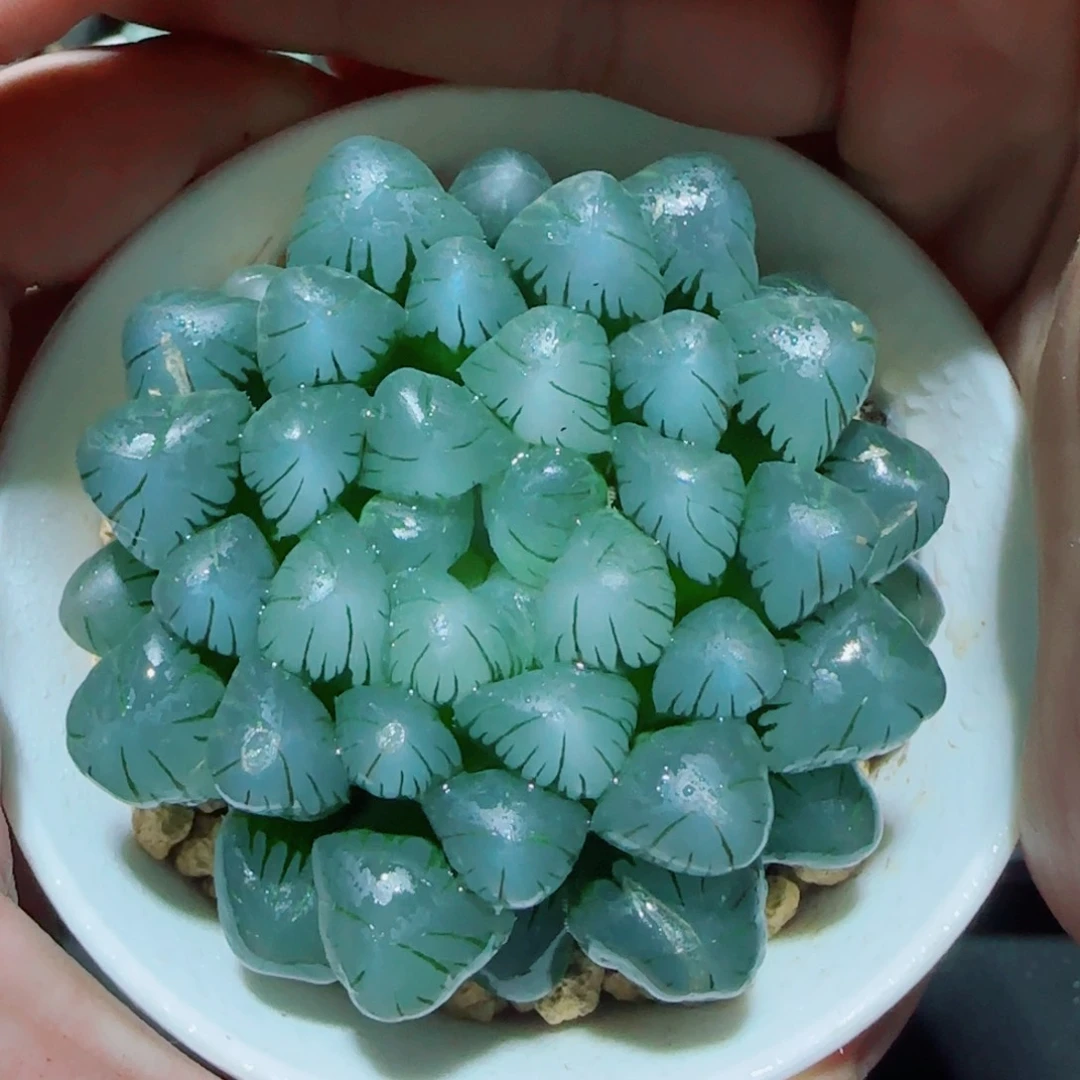 大母本冰灯多肉