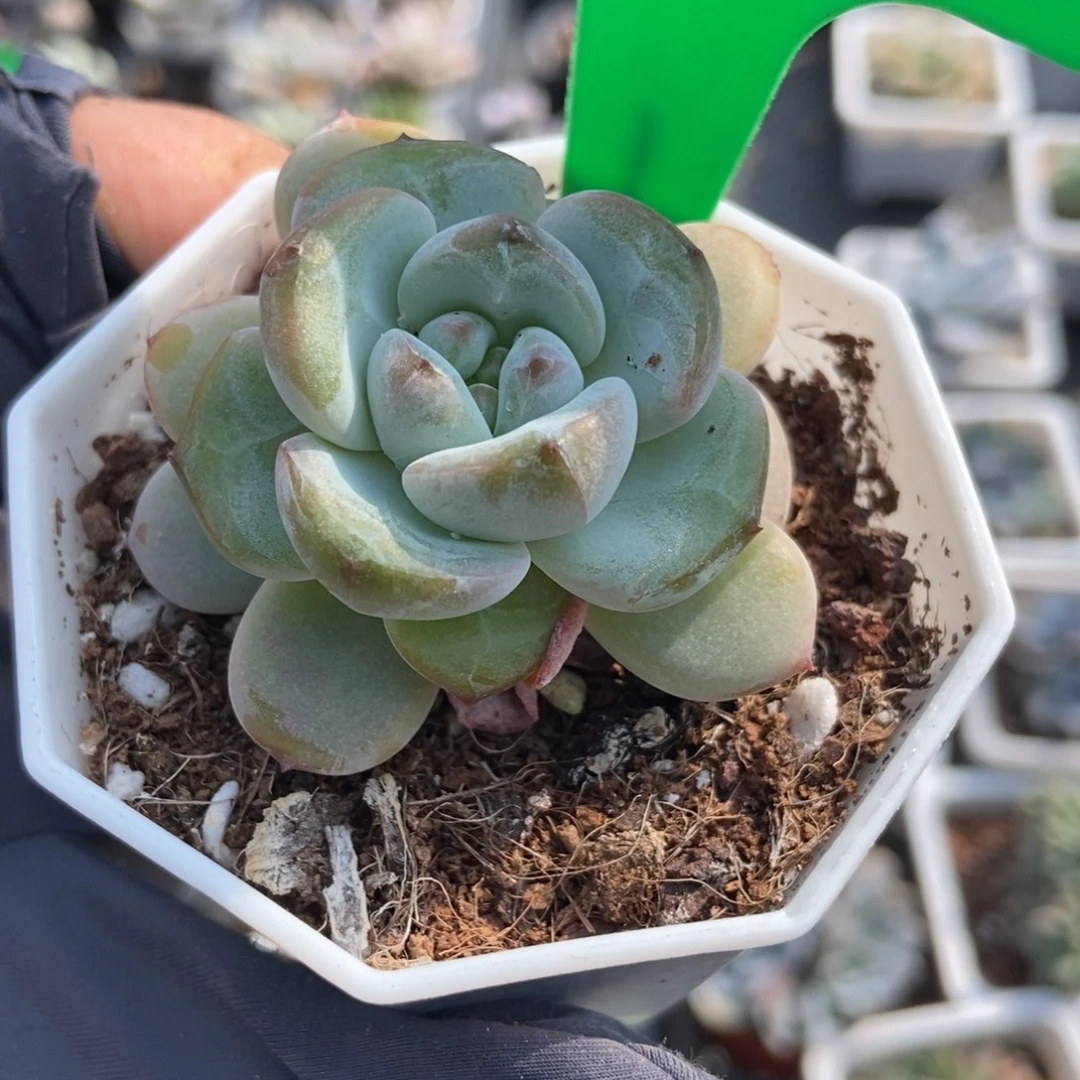 3162星星雪多肉植物