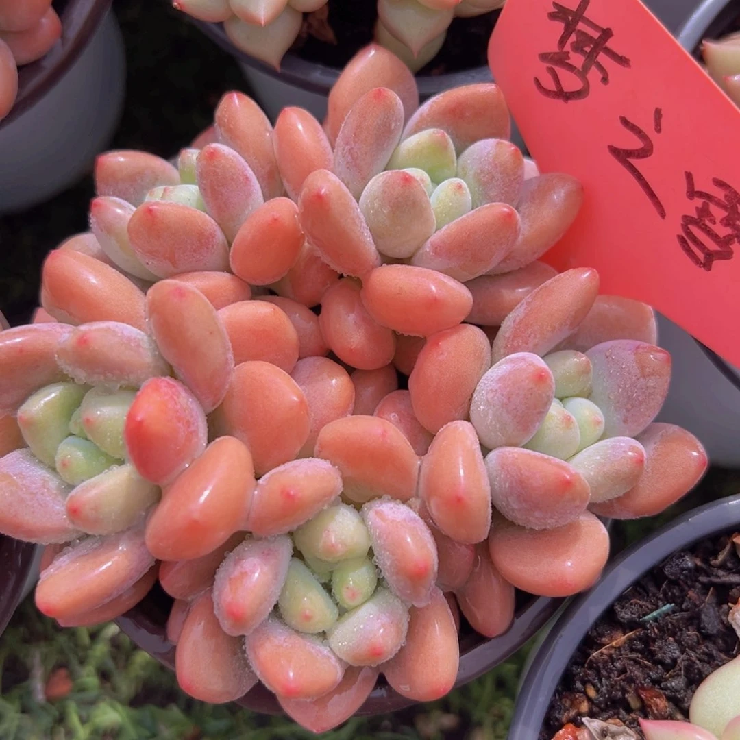 香玉的故事是一个人的故事