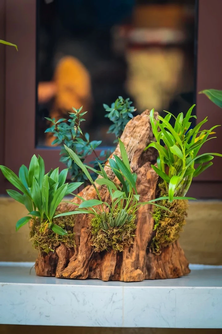 云南腾冲风化木附生寄生植物贝母兰米叶五翅梅盆栽