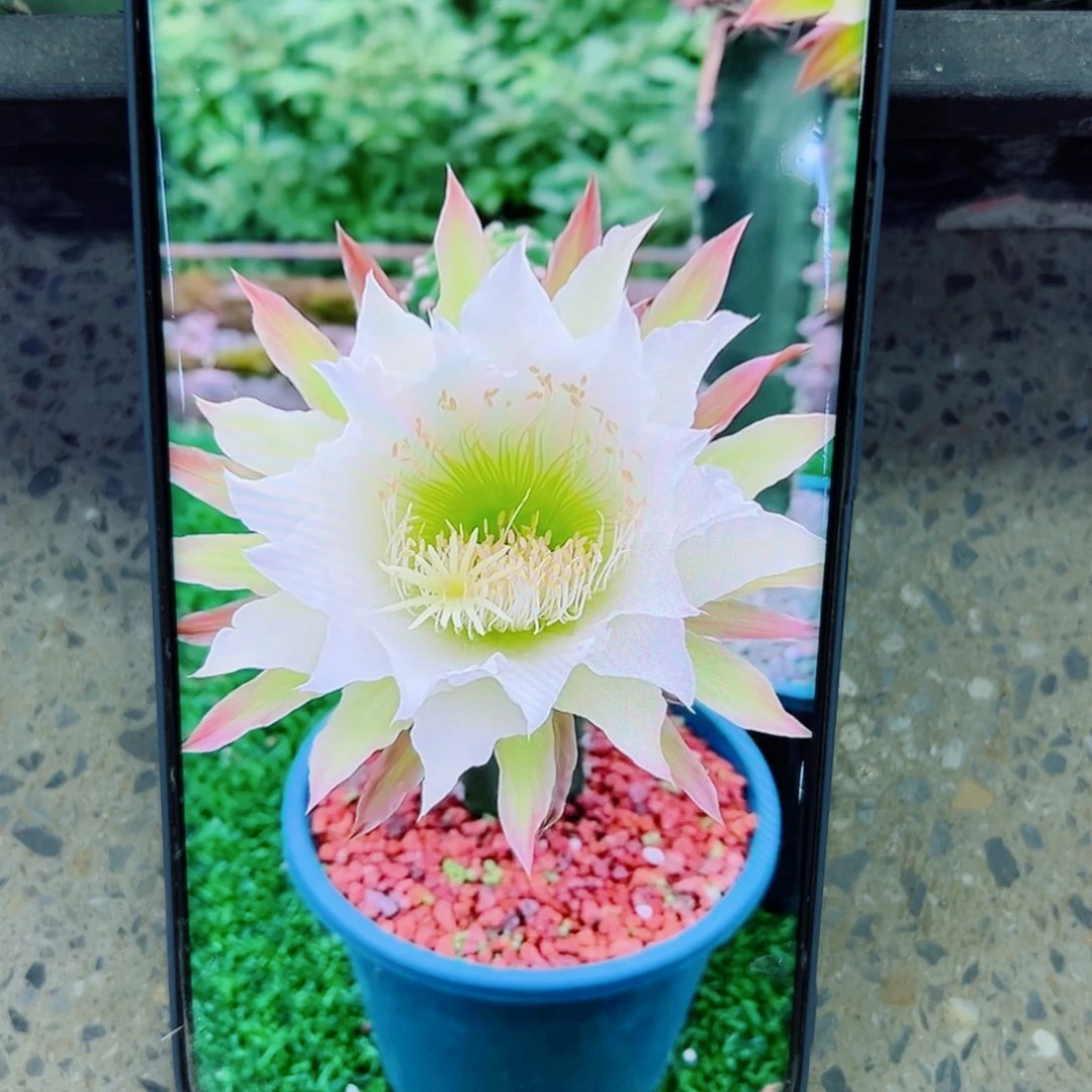 下7黑刺斑点歪无根侧芽25公分左右20包邮