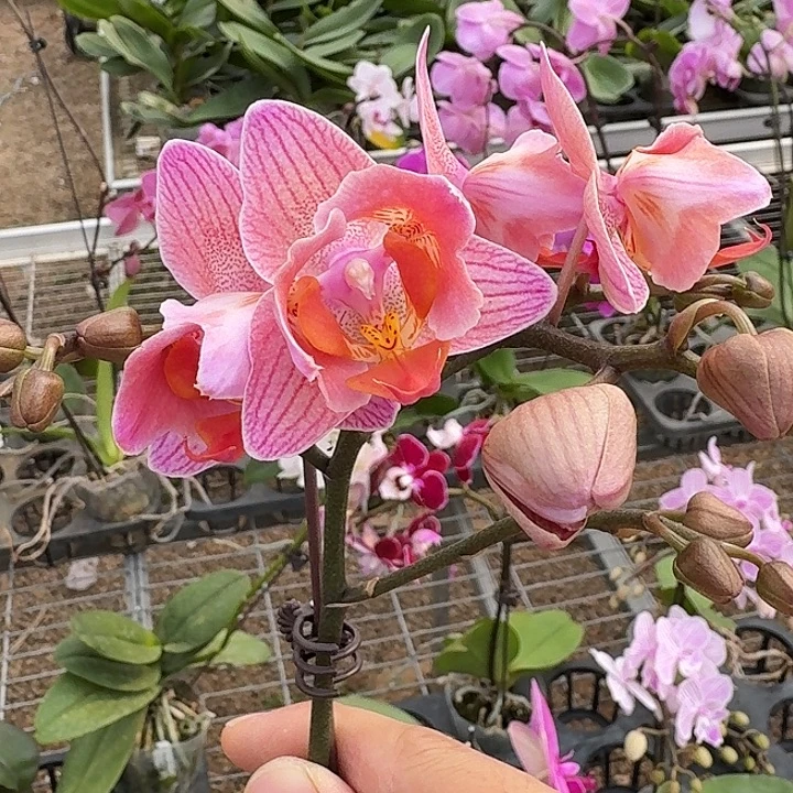 溶***吖完全开放0305蝴蝶兰一物一拍