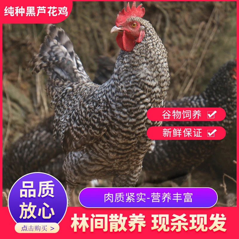 纯种黑芦花鸡溜达鸡大公鸡生态散养土鸡山鸡整鸡批发包邮鸡肉