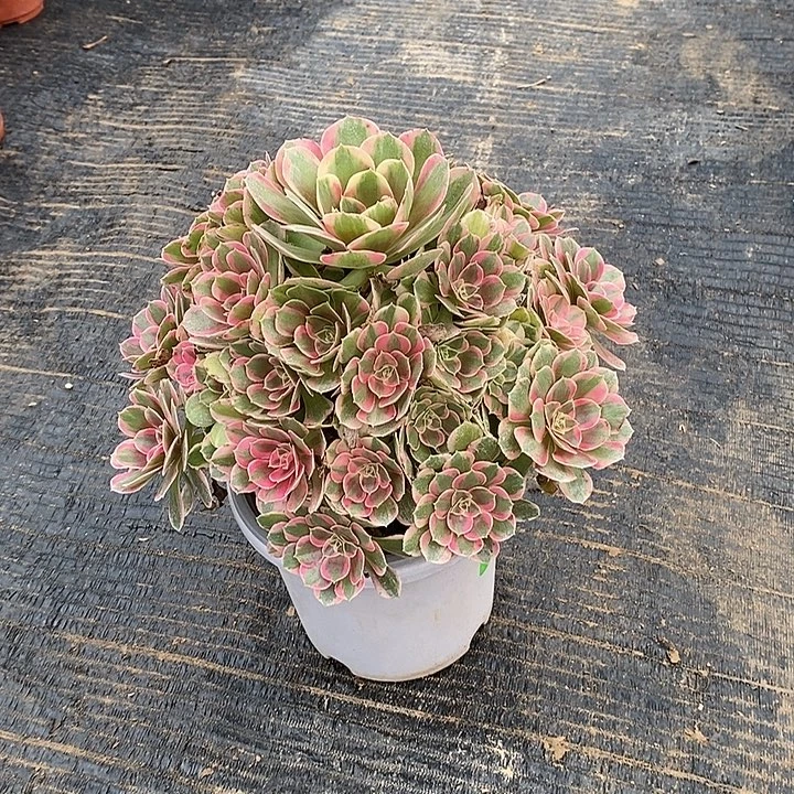 7，粉女郎134566778888