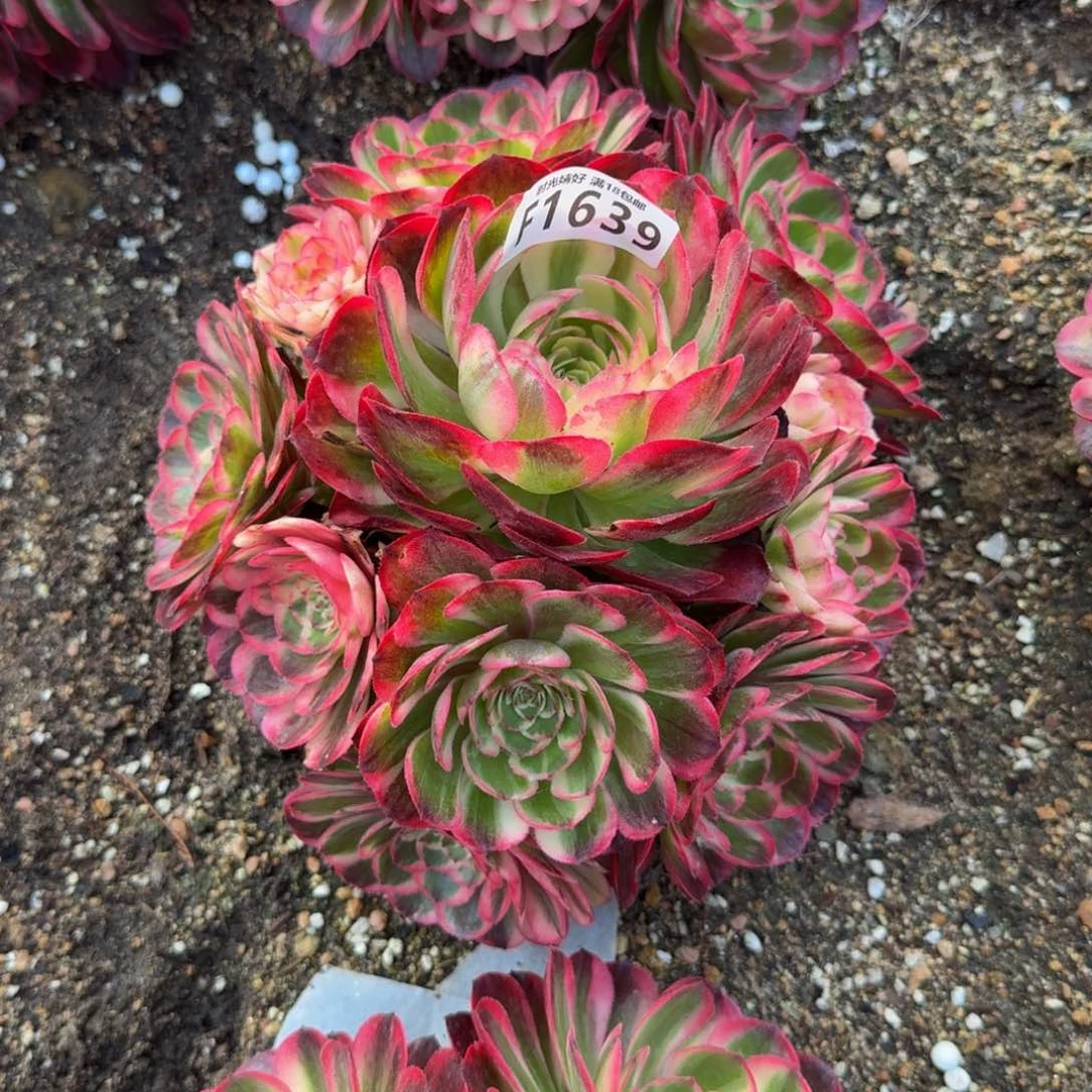 1639海神。多肉植物