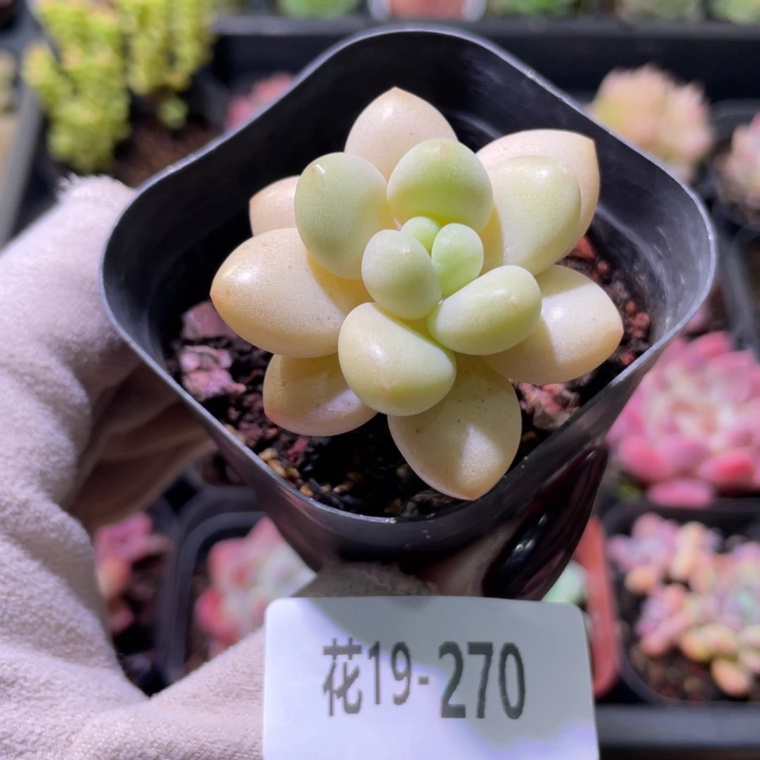 花利美19-270泡泡糖