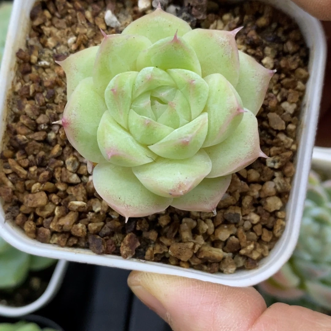 精品多肉一物一拍不包整149