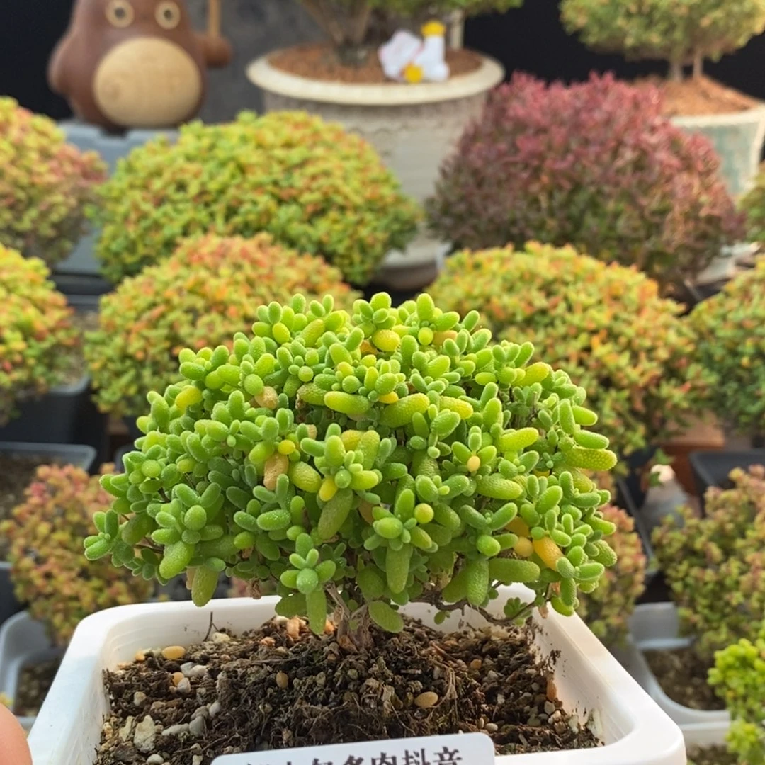 蜜橘糖球1618枝干番杏