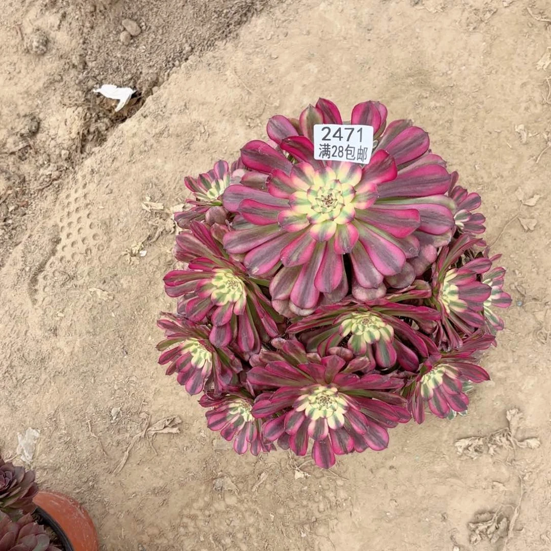 2471舞天姬多肉1111112