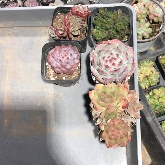 还有一包土，！随机的能量