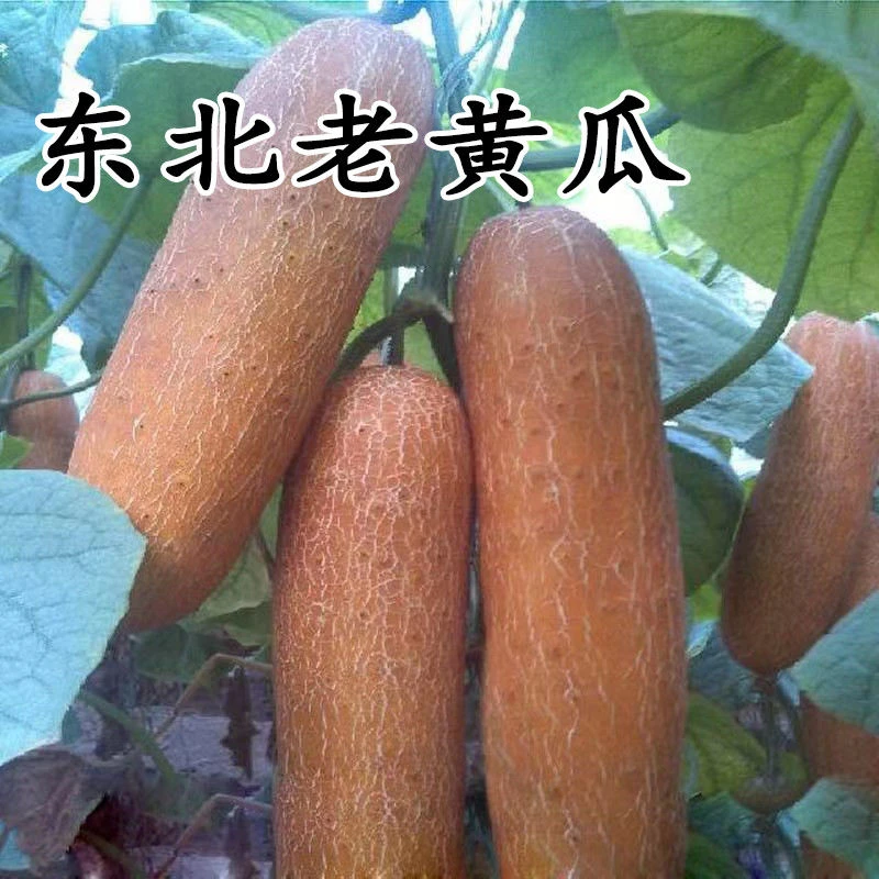 东北老黄瓜现摘先发新鲜蔬菜炖汤凉菜酸黄瓜麻皮老黄瓜包邮