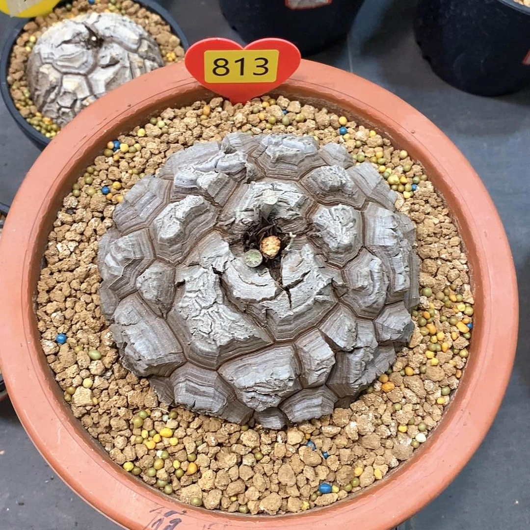 可***萱南非龟甲龙龟甲龙
