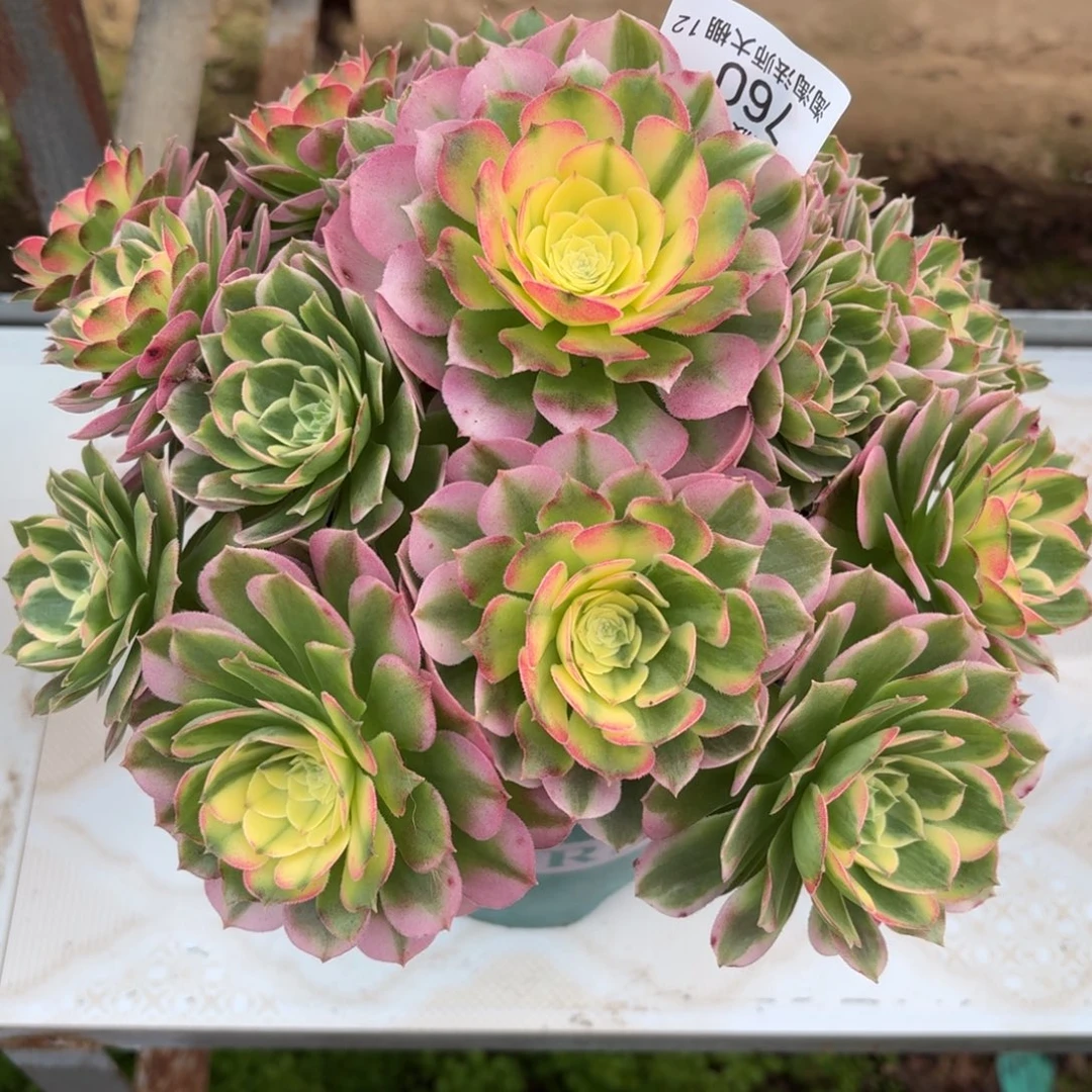 760海王多肉植物法师