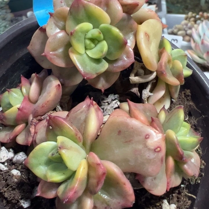 辣牡丹锦多肉植物359