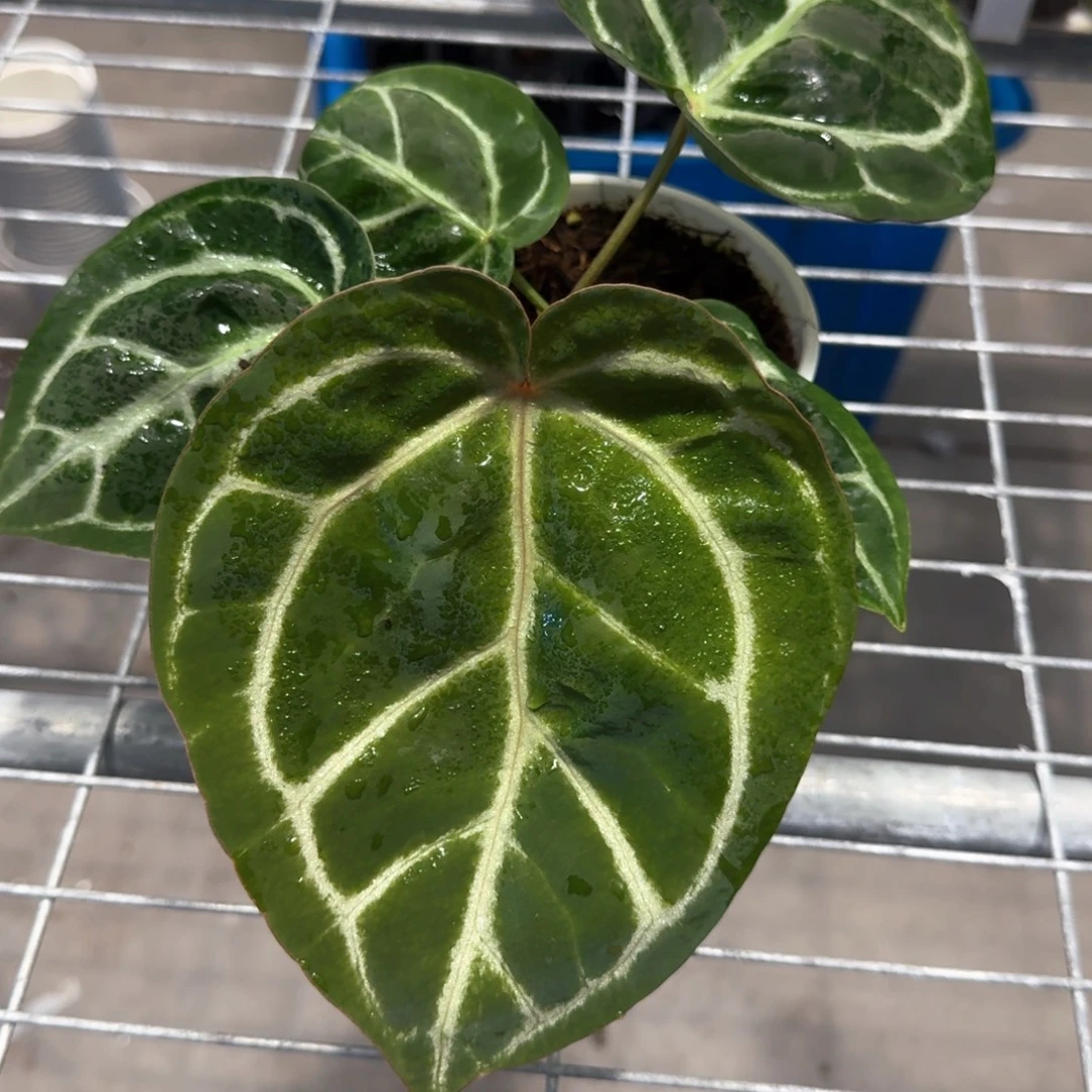 完全开放特价红水晶杂