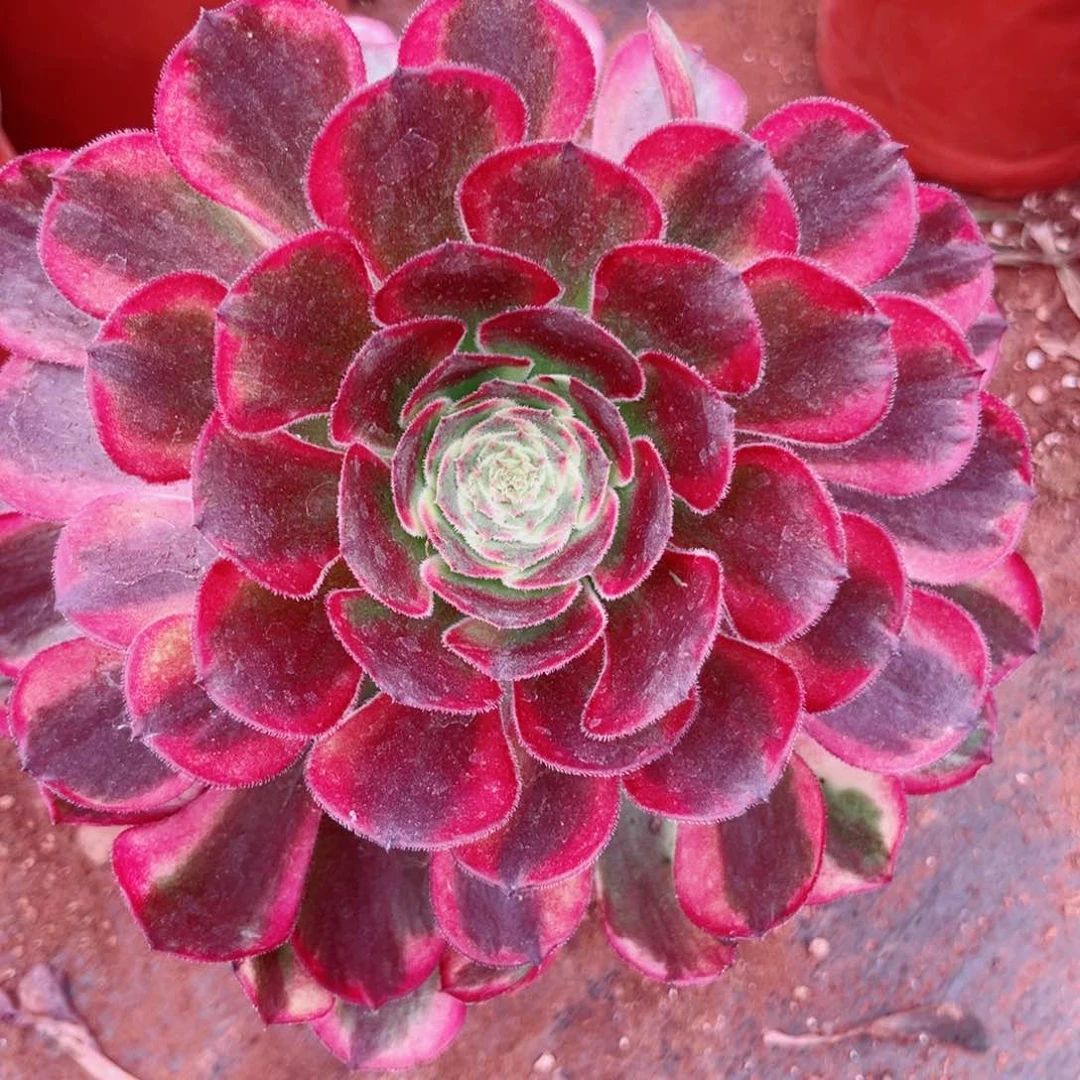 多肉3嫦娥多肉植物