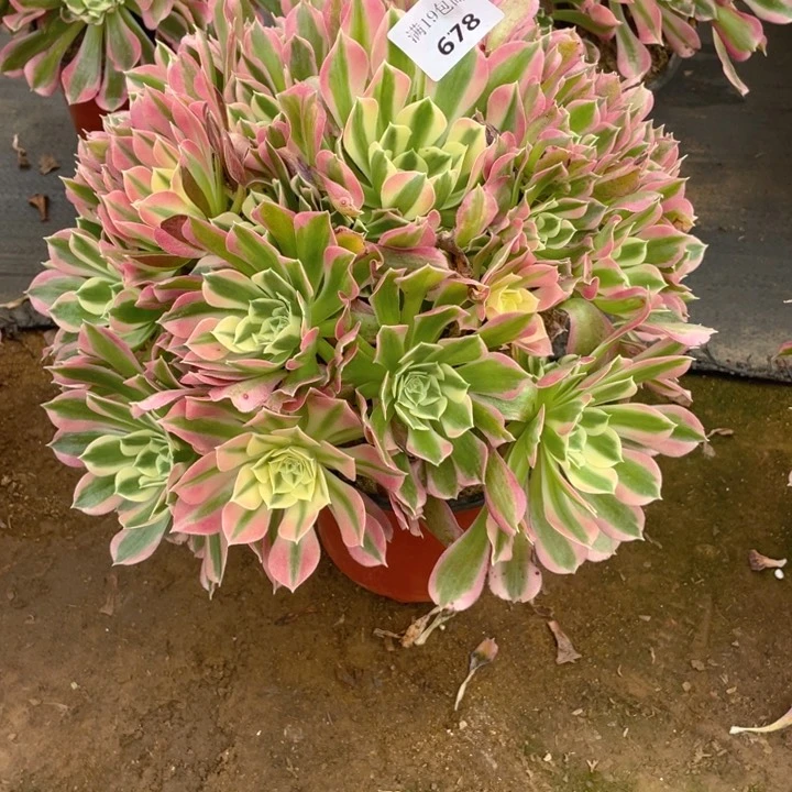 678雨花石法师多肉断枝不售后