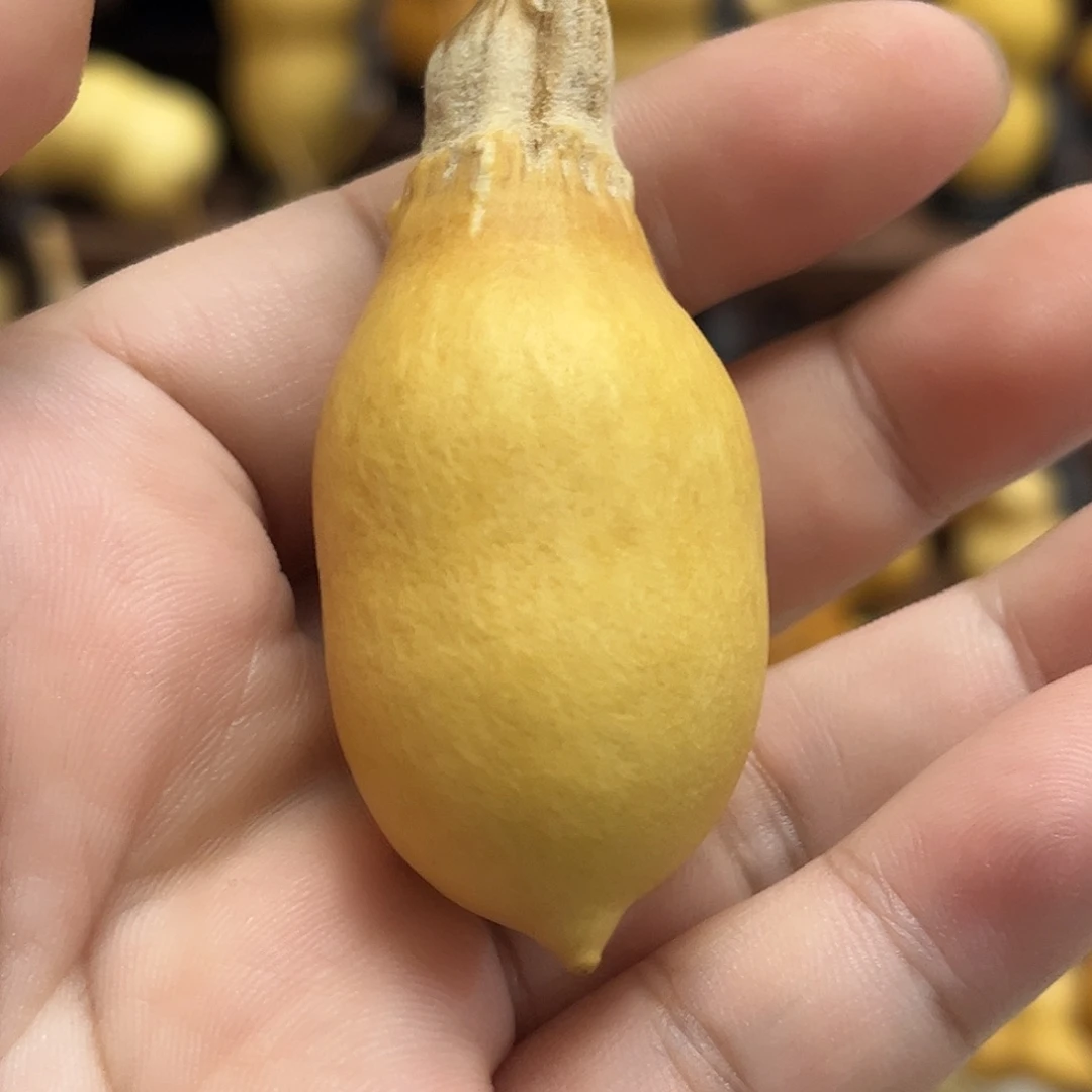 藤葫芦葫芦葫芦葫芦