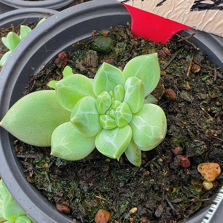 ?****༺372多肉植物优选美人