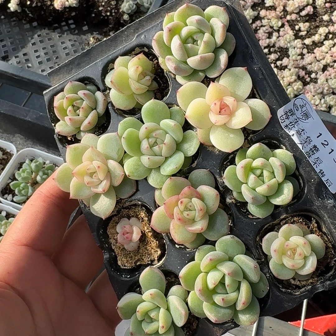 如图12137珍妮穴盘一份12棵