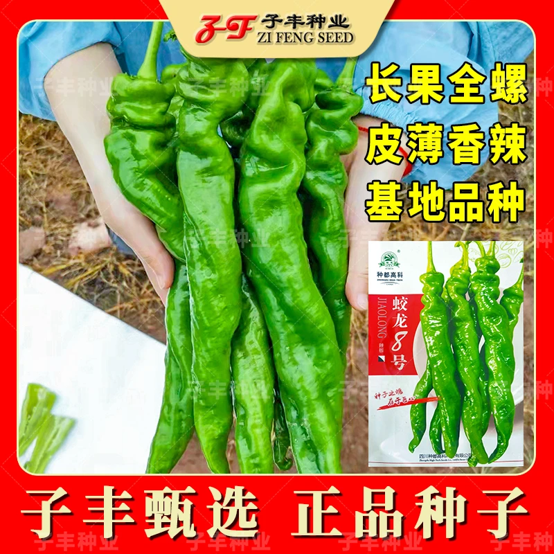 薄皮大果特辣四季全螺口感型螺丝椒种子种都蛟龙8号长线椒辣椒籽