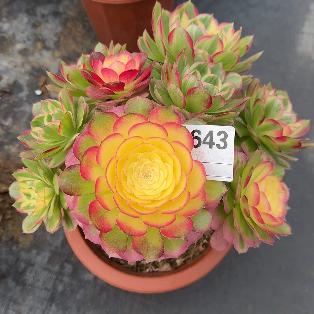 海仙多肉法师a643