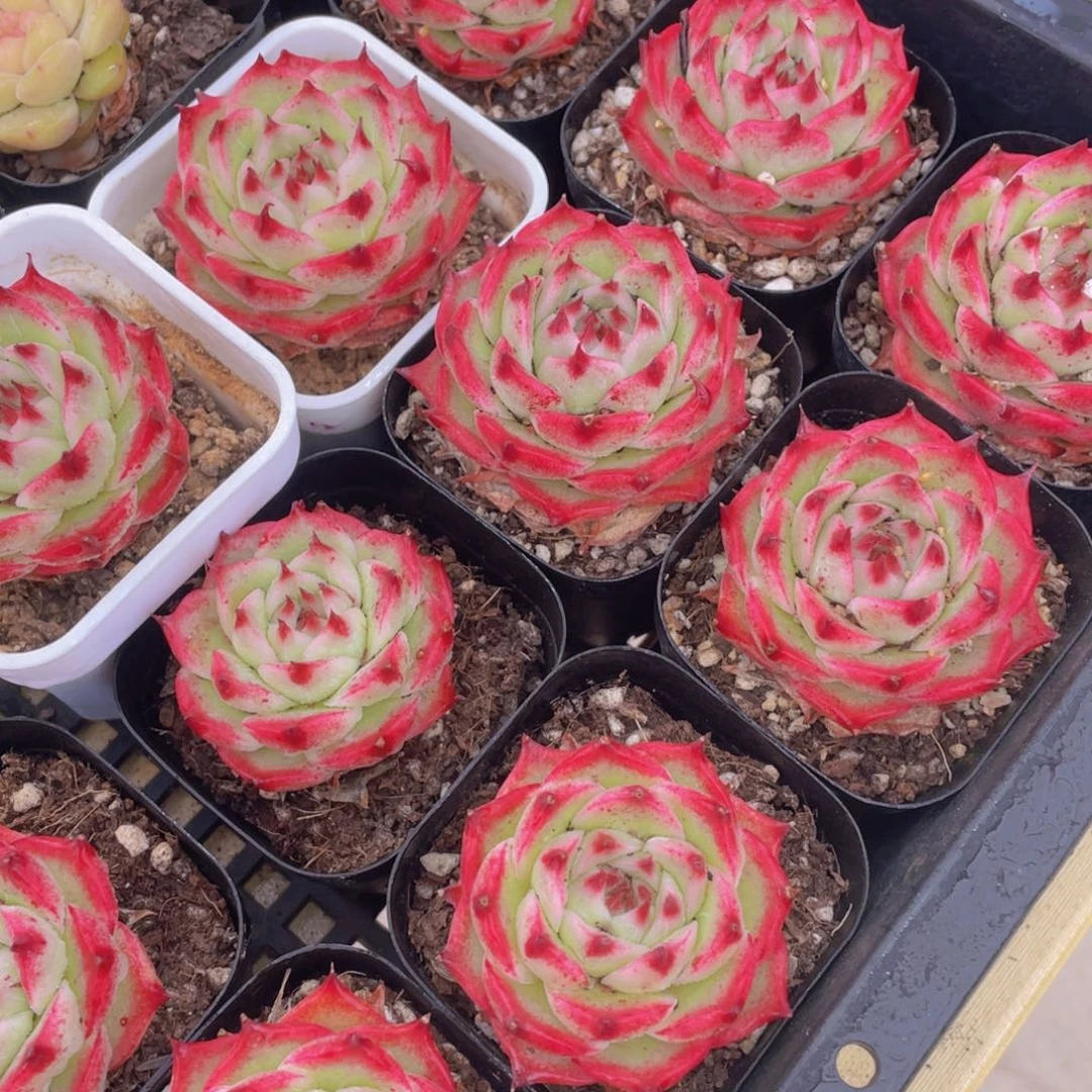 359号 睫毛钻石爱丽丝玫瑰单头一个