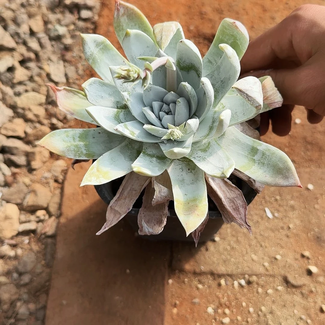 如*哈哈哈哈哈哈哈哈哈哈哈