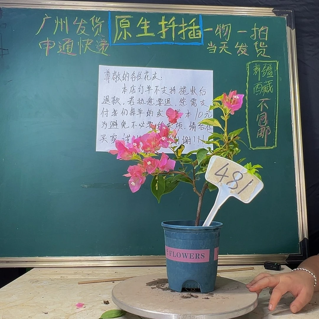 当前无花栽培后可以开花金心橙白 481