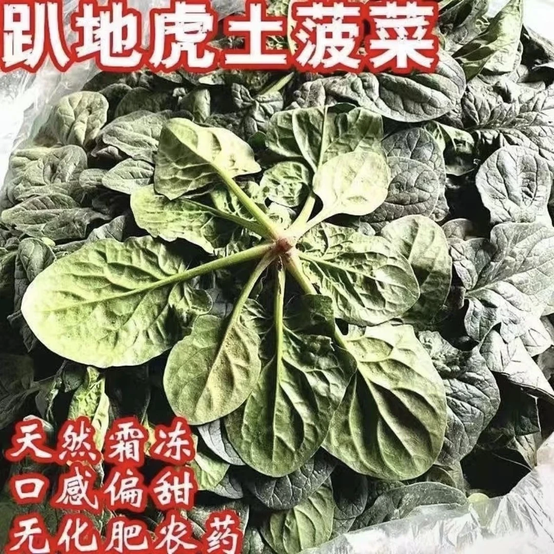 【地头价菠菜】农户自种露天矮杆趴地菠菜明天现挖现发