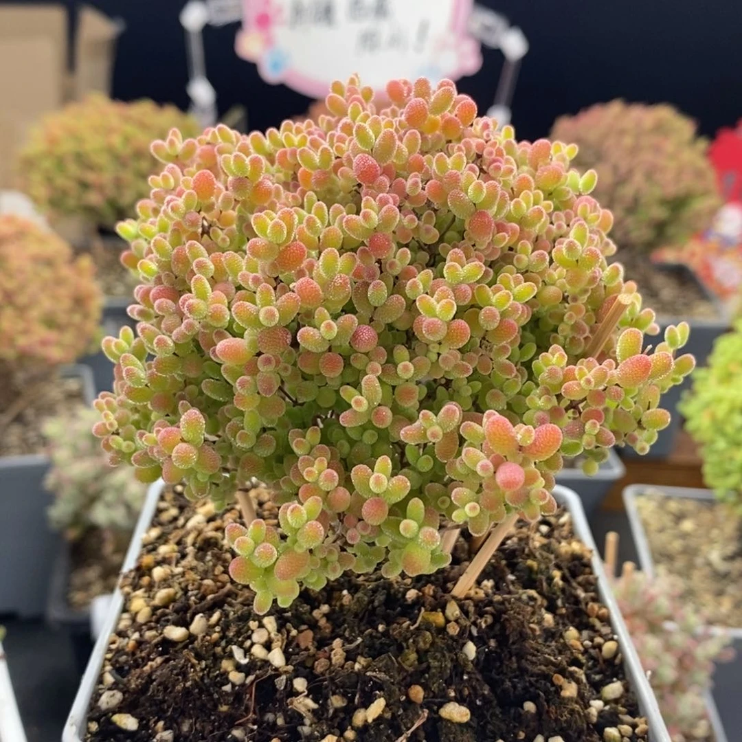 逍*L蜜橘糖球0537枝干番杏