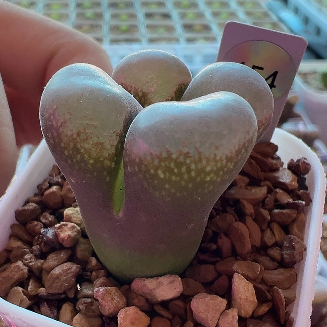 大型风铃母本一物一拍