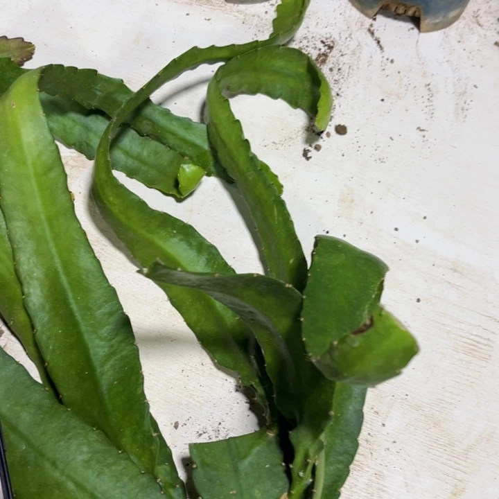 当前无花栽培后可以开花509