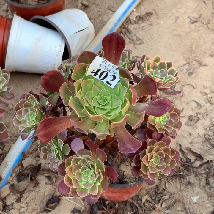 402梅花阴阳手捧东棚