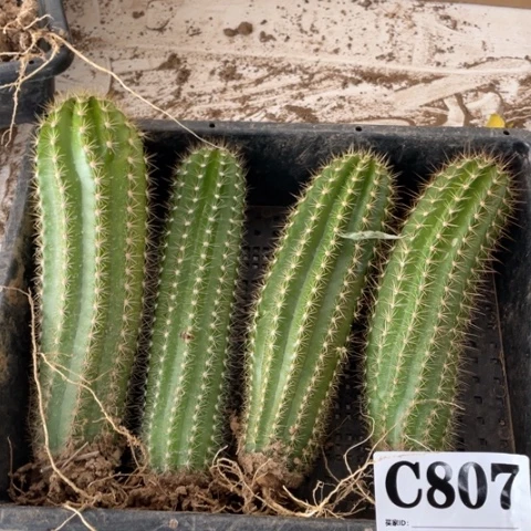 瑕疵种子苗毛花柱c 807
