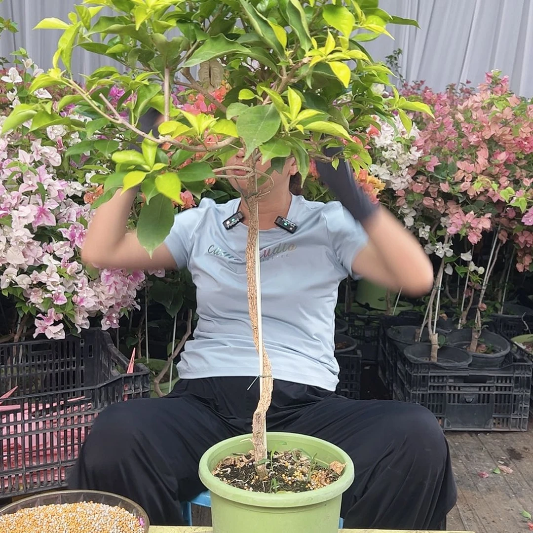 当前无花栽培后可以开花粉天使棒棒糖一颗
