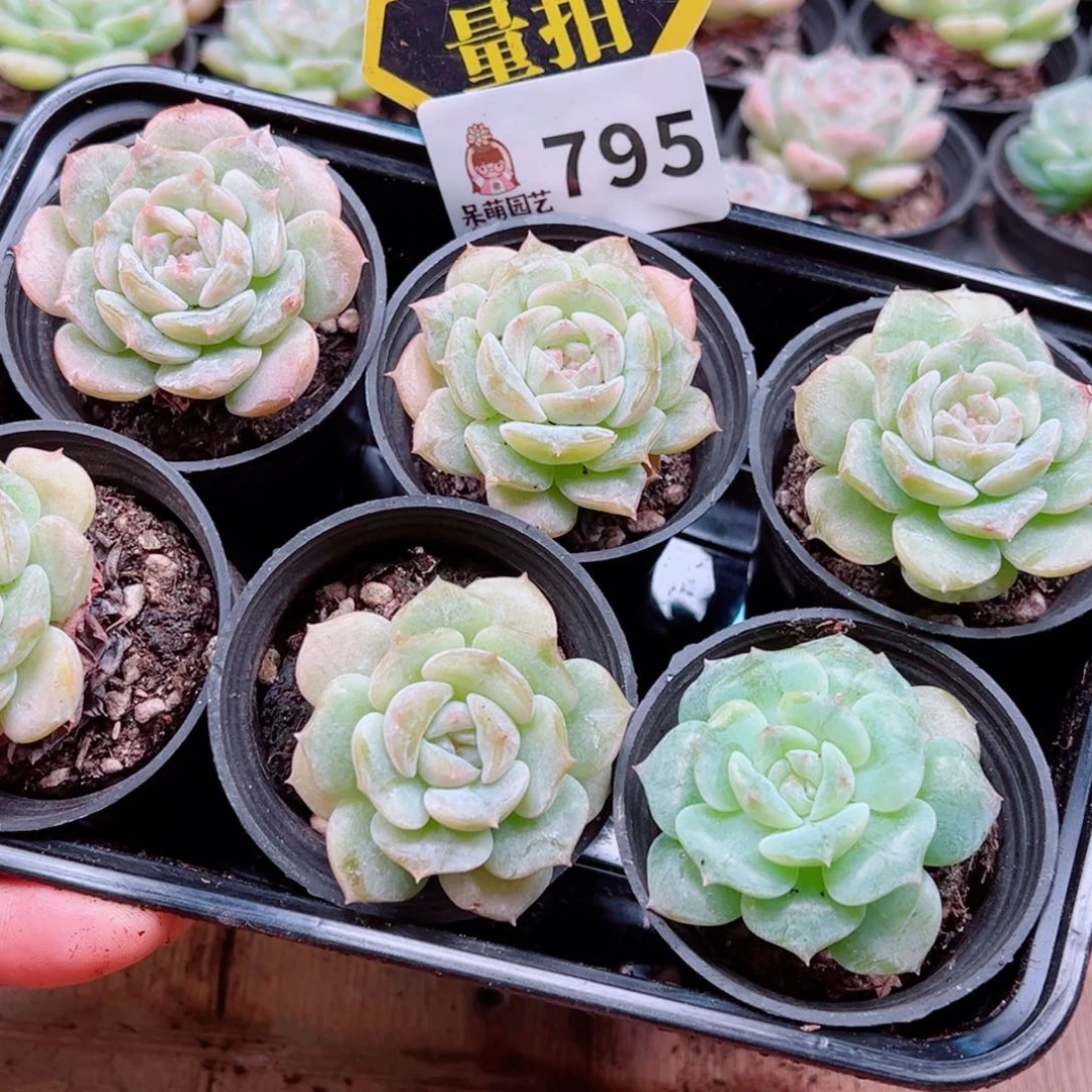 多肉植物多肉植物