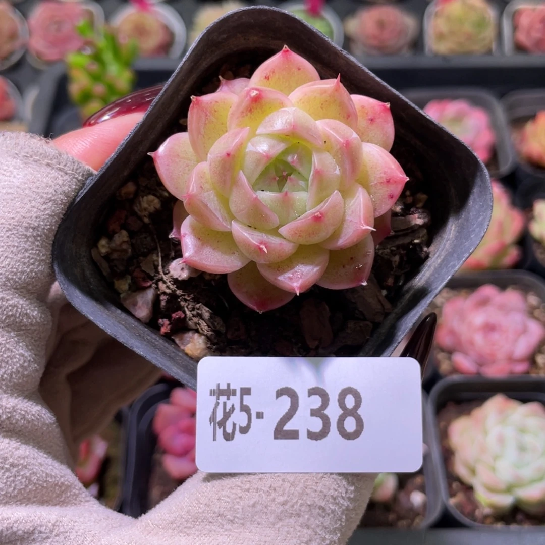 花利美5-238麦秆单头