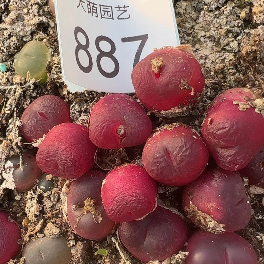 量拍红宝石5颗一组           887